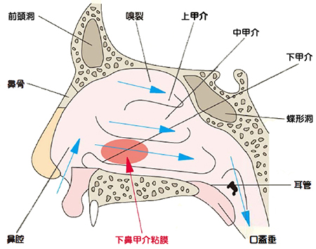 鼻構造図
