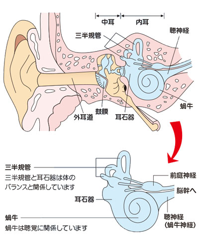 耳の中の構造